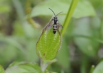 Picture of male Digger Wasp