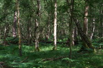 Picture of Milford Common Wood