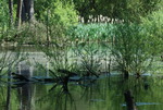 Picture of Summer Tranquility on Ockham Common